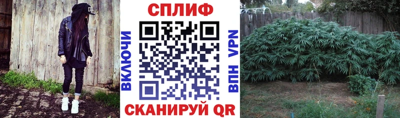 Конопля сатива  Октябрьский 